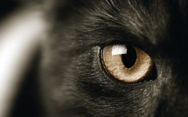 shutterstock_154181918 shutterstock_154181918