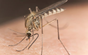 Paludisme-un-nouveau-vaccin-a-l-essai_width1024 Paludisme-un-nouveau-vaccin-a-l-essai_width1024