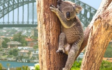 Koala-Australia-