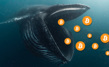 baleine BTC baleine BTC