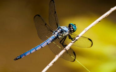 Dragonfly_capital -illustration Dragonfly_capital -illustration