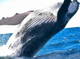 crypto-whales crypto-whales