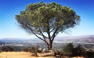 wisdom tree wisdom tree