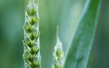 blockchain-distruptors-agriledger-food-0tentic8-aspioneer